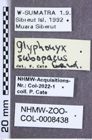 Etikette zu Glyphonyx subopacus (NHMW-ZOO-COL-0008438)